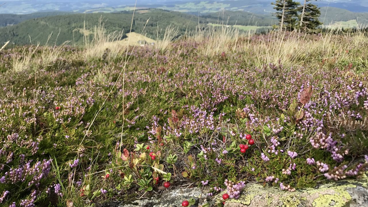 Feldberg Feldberg